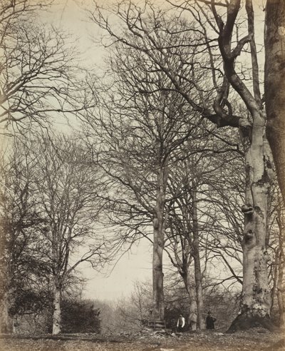 Faia da Rainha Adelaide de James Sinclair, 14th Earl of Caithness