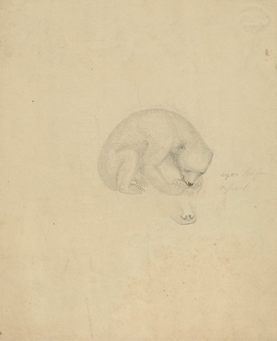 Um Urso de James Sowerby