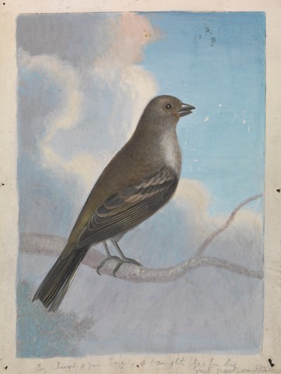 Um pássaro de James Sowerby