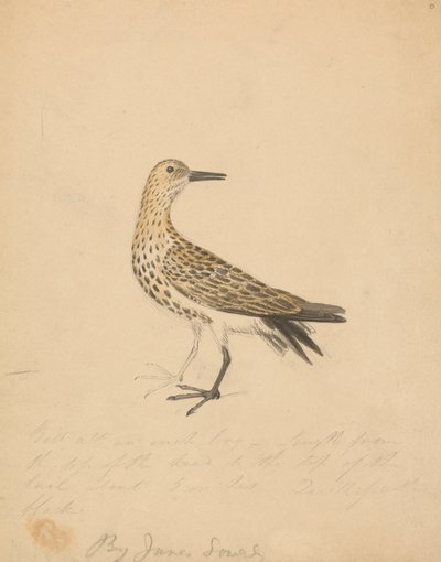 Um pássaro de James Sowerby