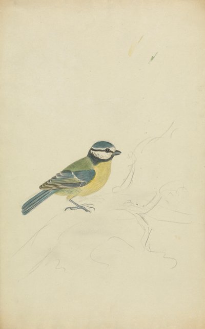 Um título azul de James Sowerby