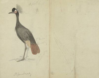 Um guindaste de James Sowerby