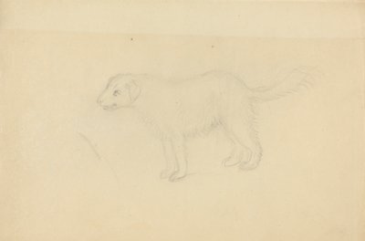 Um cão de James Sowerby