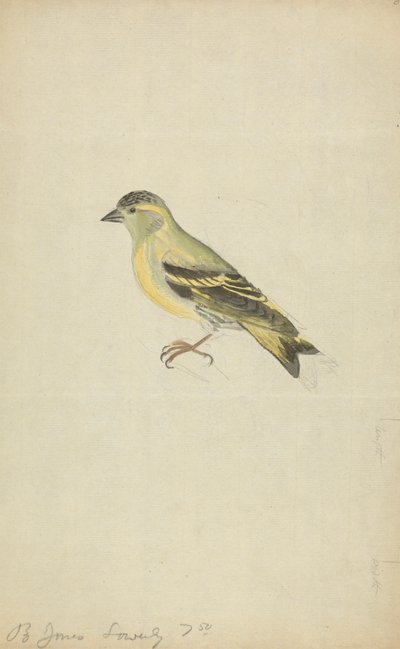 Um Finch (Siskin?) de James Sowerby