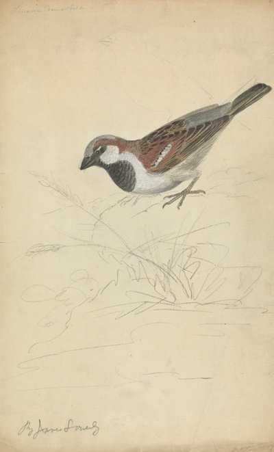 Um pardal doméstico de James Sowerby