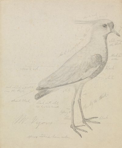 Um Lapwing de James Sowerby