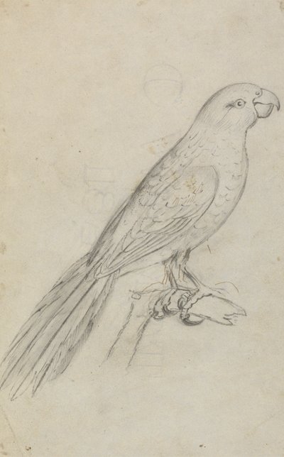 A Parrot de James Sowerby