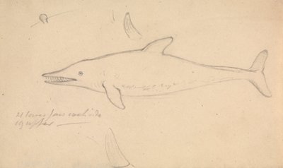 A Porpoise? de James Sowerby