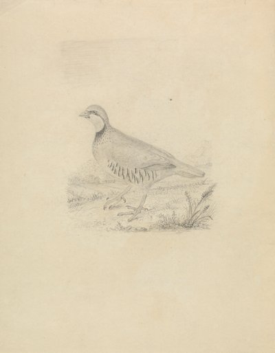 Uma codorniz de James Sowerby
