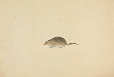 Um Musaranho de James Sowerby