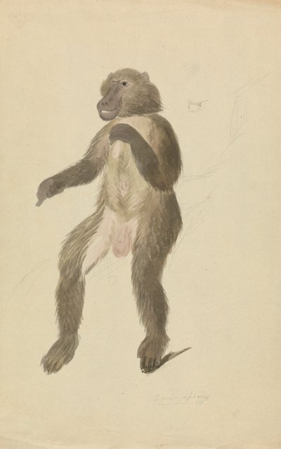 O mandril de James Sowerby