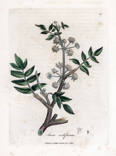 Ache falso agrião de água - Pastinaca de água rasteira, Sium nodiflorum. Gravura em chapa de cobre colorida à mão a partir de uma ilustração botânica de James Sowerby de William Woodville e Sir William Jackson Hooker