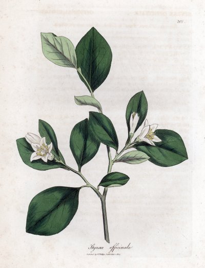 Aliboufier - Storax, Styrax officinalis. Gravura em chapa de cobre colorida à mão a partir de uma ilustração botânica de James Sowerby de William Woodville e "Medical Botany" de Sir William Jackson Hooker, John Bohn, Londres de James Sowerby
