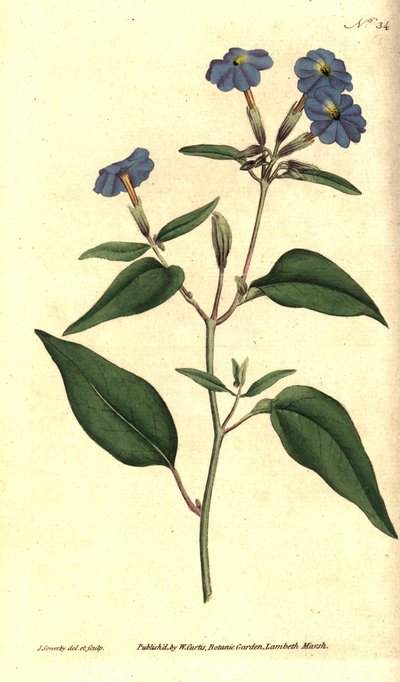 browallie americana - Jamaican forget-me-not, amethyst flower, ou bush violet, Browallia americana (Tall browallia, Browallia elata). Gravura em chapa de cobre colorida à mão e ilustração botânica por James Sowerby da revista The Botanical Magazine de Will de James Sowerby