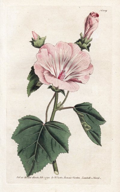 Lavatório anual roxo ou trimestral - Litografia de James Sowerby (1757-1822), da Revista Botânica de William Curtis (1746-1799) de James Sowerby
