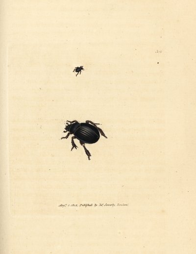 Escaravelho de Afodius arenarius (Scarabaeus ovalis). Gravura em chapa de cobre colorida à mão por James Sowerby de The British Miscellany, ou figuras coloridas de novos, raros, ou pouco conhecidos sujeitos animais. de James Sowerby