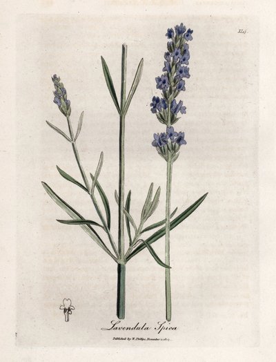 Alfazema apic. Gravura em cobre colorido à mão a partir de um desenho de James Sowerby (1757-1822), em Botanique Medicinale de James Sowerby