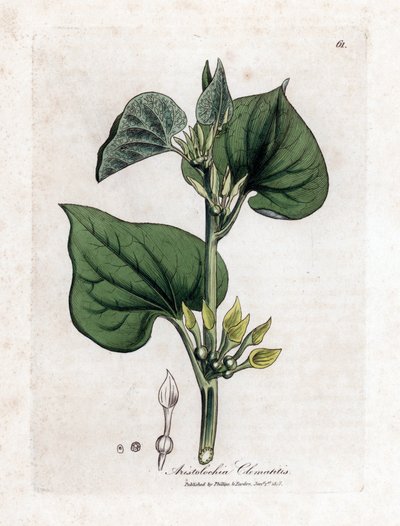 Aristoloche clematite - Aristolochia clematitis, Aristolochia clematitis. Gravura em chapa de cobre colorida à mão a partir de uma ilustração botânica de James Sowerby de William Woodville e Sir William Jackson Hooker