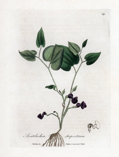 Aristoloche variete - Aristolochia serpentaria, Aristolochia serpentaria. Gravura em chapa de cobre colorida à mão a partir de uma ilustração botânica de James Sowerby de William Woodville e Sir William Jackson Hooker