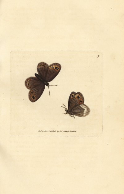 Arran brown, Erebia ligea (Papilio ligea). Gravura em chapa de cobre colorida à mão por James Sowerby de The British Miscellany, ou figuras coloridas de novos, raros, ou pouco conhecidos sujeitos animais. de James Sowerby