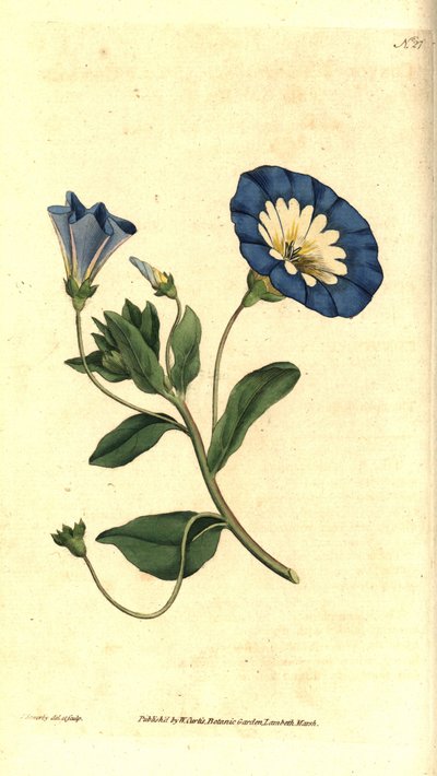 Lindo dia ou bindweed tricolor - Bindweed pequeno, Convolvulus tricolor. Gravura e ilustração botânica de James Sowerby da revista The Botanical Magazine de William Curtis, Lambeth Marsh, Londres de James Sowerby