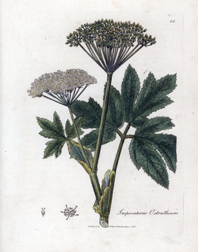 Benjoim ou Imperatoria - Mamífero comum, Imperatoria ostruthium. Gravura em chapa de cobre colorida à mão a partir de uma ilustração botânica de James Sowerby de William Woodville e Sir William Jackson Hooker
