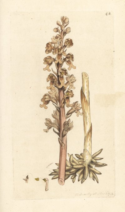 Orquídea ninho de pássaros, Neottia nidus-avis (Orquídea ninho de pássaros, Ophrys nidus-avis). Gravura em chapa de cobre colorida à mão depois de uma ilustração de James Sowerby de James Smith