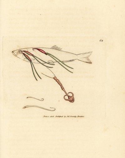 Parasita de copépode alimentado com sangue no olho de um spray, Lernaeenicus sprattae (Lernaea sprattae). E outro verme estranho encontrado sobre uma concha de ostra. Gravura em chapa de cobre colorida à mão por James Sowerby de The British Miscellany, ou  de James Sowerby