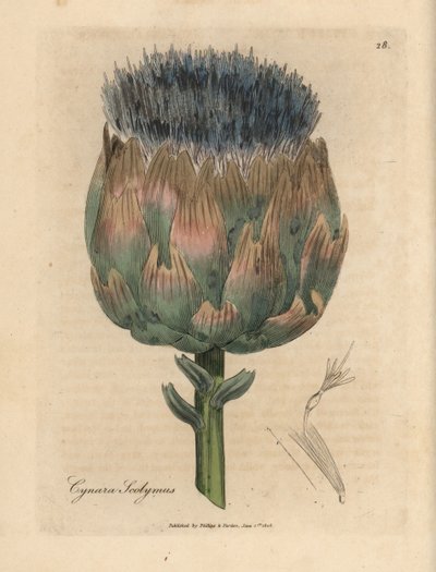 Alcachofra azul e roxa florida, Cynara scolymus de James Sowerby