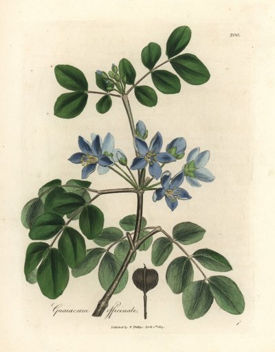 Officinale de Guaiacum azul florido de James Sowerby