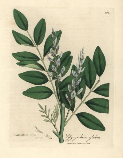 Alcaçuz comum com flor azul, Glycyrrhiza glabra de James Sowerby