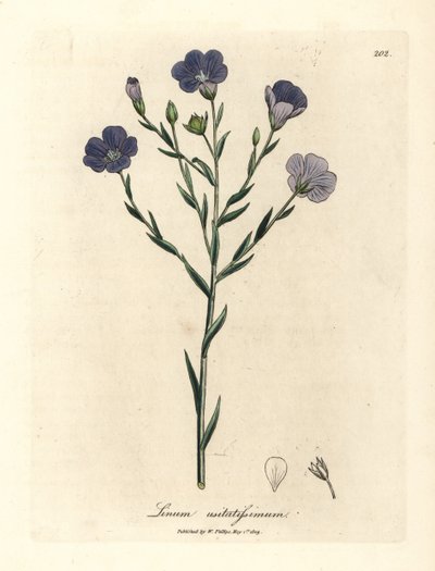 Linho florido azul, Linum usitatissimum de James Sowerby