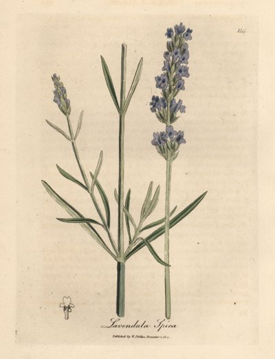 Lavanda azul florida, Lavandula spica de James Sowerby
