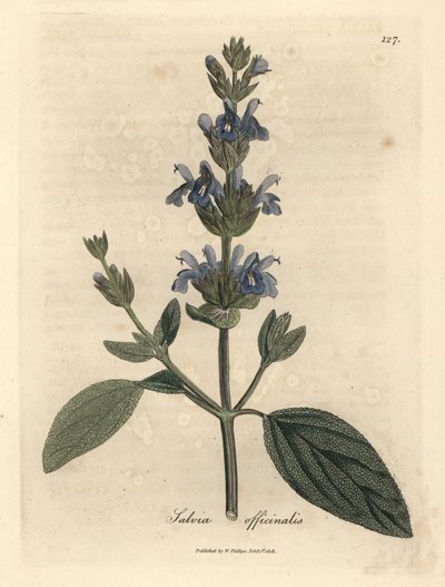 Salva florida azul, Salvia officinalis de James Sowerby