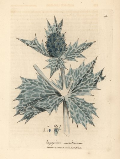Azevinho azul florido ou eryngo, Eryngium maritinum de James Sowerby