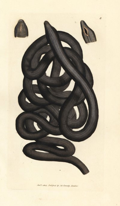 Bootlace worm, Lineus longissimus. Gravura em chapa de cobre colorida à mão por James Sowerby de The British Miscellany, ou figuras coloridas de novos, raros, ou pouco conhecidos sujeitos animais. de James Sowerby