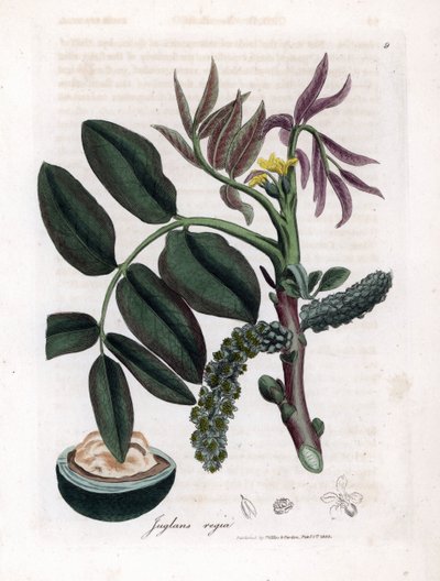 Tábua botânica: folhas, plantas e frutos de nozes Folhas, flor amarela e noz da nogueira comum, Juglans regia. Gravura em chapa de cobre colorida à mão a partir de uma ilustração botânica de James Sowerby de William Woodville e Sir William Jackson Hooker