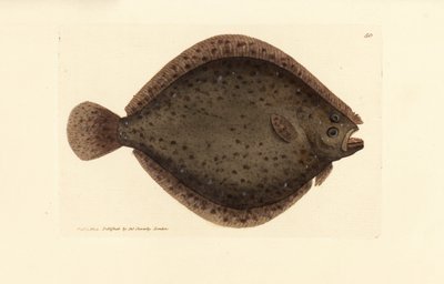 Brill ou kite fish, Scophthalmus rhombus (Pleuronectes rhombus). Gravura em chapa de cobre colorida à mão por James Sowerby de The British Miscellany, ou figuras coloridas de novos, raros, ou pouco conhecidos sujeitos animais. de James Sowerby