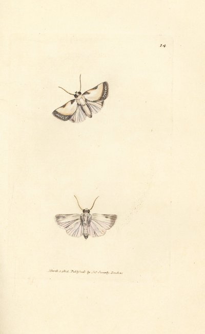 Brixton Beauty, Acontia nitidula (Phalaena catena catena). Gravura em chapa de cobre colorida à mão por James Sowerby de The British Miscellany, ou figuras coloridas de novos, raros, ou pouco conhecidos sujeitos animais. de James Sowerby