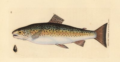 Truta castanha, Salmo trutta fario (Truta Gillaroo, Salmo fario). Gravura em chapa de cobre colorida à mão por James Sowerby de The British Miscellany, ou figuras coloridas de novos, raros, ou pouco conhecidos exemplares de animais. de James Sowerby