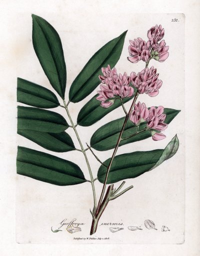 Árvore de repolho ou casca de repolho - Árvore de repolho, Andira inermis. Gravura em chapa de cobre colorida à mão a partir de uma ilustração botânica de James Sowerby de William Woodville e Sir William Jackson Hooker