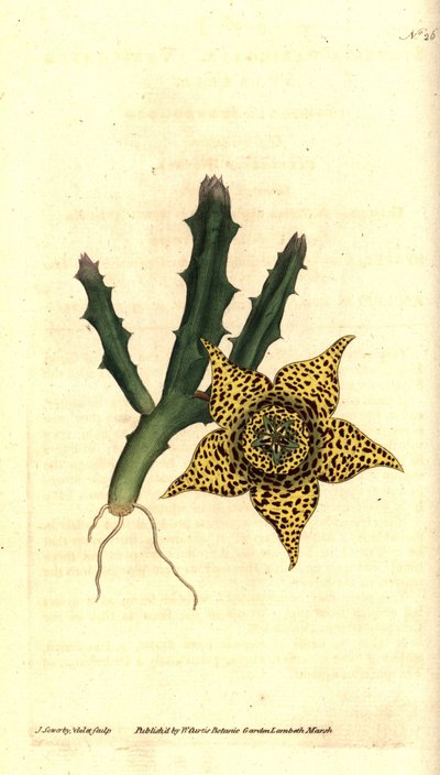 Amido de cacto - Orbea variegata (Stapelia variegata, Stapelia variegata). Gravura e ilustração botânica de James Sowerby de The Botanical Magazine de William Curtis, Lambeth Marsh, Londres de James Sowerby