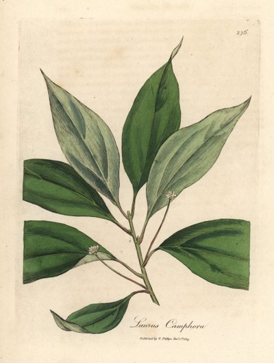 Cânfora, Laurus camphora de James Sowerby