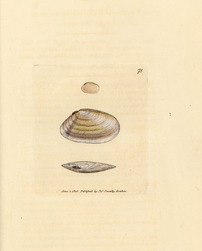 Candystick tellina shell, Tellina similis. Gravura em chapa de cobre colorida à mão por James Sowerby de The British Miscellany, ou figuras coloridas de novos, raros, ou pouco conhecidos exemplares de animais. de James Sowerby