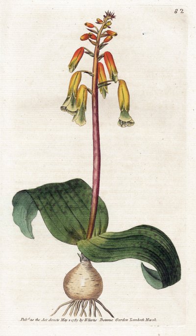 Cape Town Cuckoo - Litografia de James Sowerby (1757-1822), placa da revista Botanical de William Curtis (1746-1799) de James Sowerby