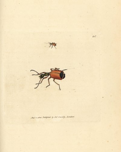 Carabus rotundicollis beetle. Gravura em chapa de cobre colorida à mão por James Sowerby de The British Miscellany, ou figuras coloridas de novos, raros, ou pouco conhecidos sujeitos animais. de James Sowerby