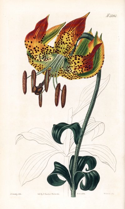 Carolina lírio - Carolina lírio, Lilium michauxii (Carolina martagon lírio, Lilium carolinianum). Gravura em chapa de cobre colorida à mão por Weddell, após uma ilustração de James Sowerby da "Botanical Magazine" de Samuel Curtis, Londres de James Sowerby