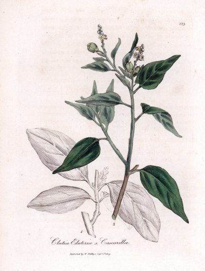 Cascarille officinale ou madeira macia ou falsa quinquina - Cascarilla, Croton (Clutia) eluteria. Gravura em chapa de cobre colorida à mão a partir de uma ilustração botânica de James Sowerby de William Woodville e Sir William Jackson Hooker
