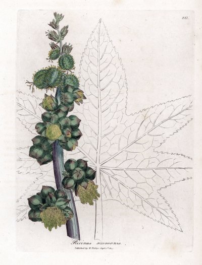 Castor - Planta de óleo de rícino, Ricinus communis. Gravura em chapa de cobre colorida à mão a partir de uma ilustração botânica de James Sowerby de William Woodville e Sir William Jackson Hooker