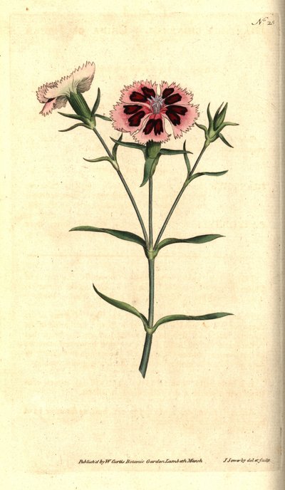 China cravo - China rosa ou rosa indiano, Dianthus chinensis. Gravura e ilustração botânica de James Sowerby da revista The Botanical Magazine de William Curtis, Lambeth Marsh, Londres de James Sowerby
